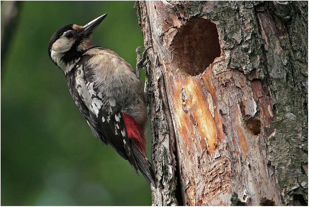 Blutspecht (Dendrocopus syriacus)