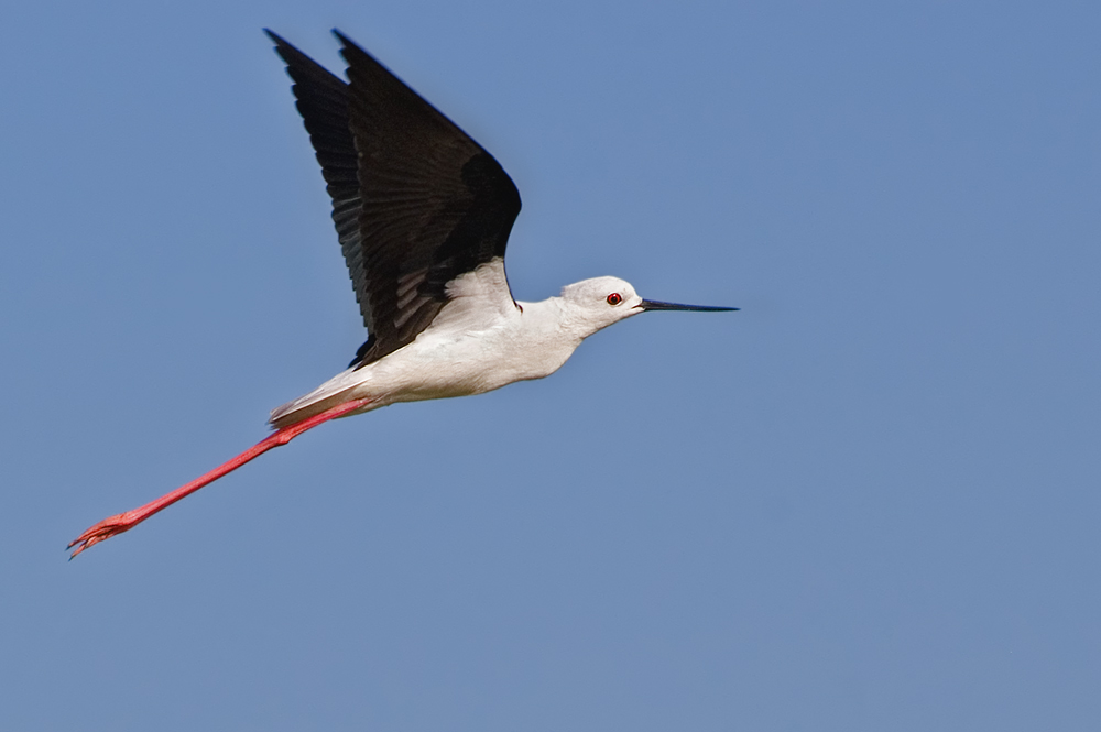 Stelzenflieger