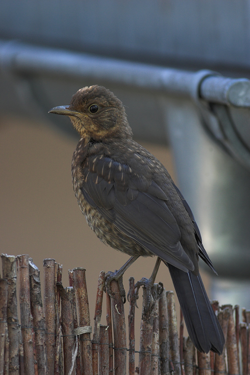 Junge Amsel