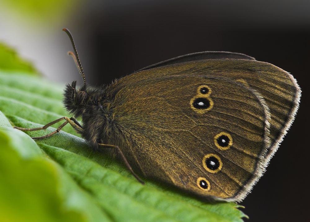 Brauner Waldvogel