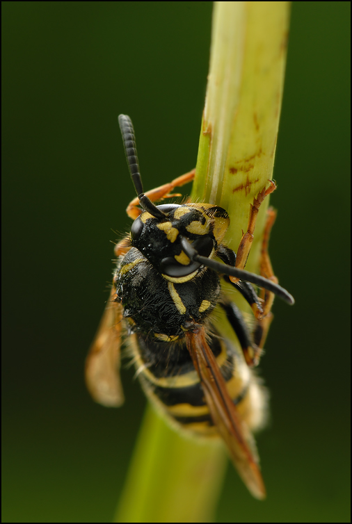 Gemeine Wespe (Vespula vulgaris)