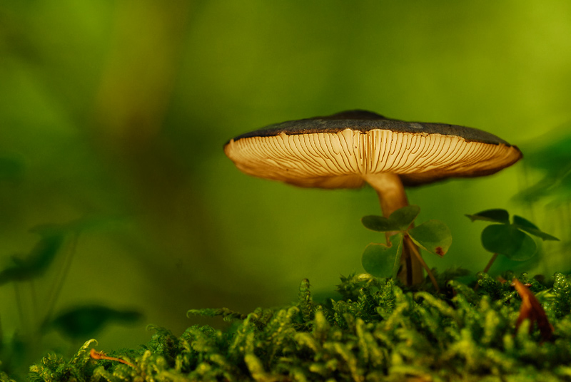 Nur ein Pilz...
