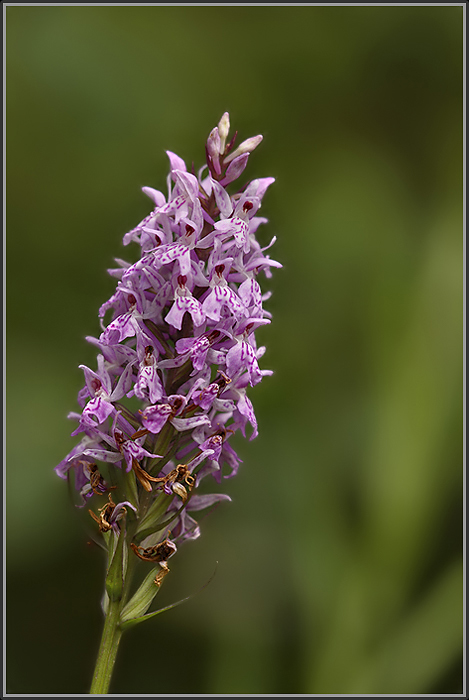 Dactylorhiza spec.