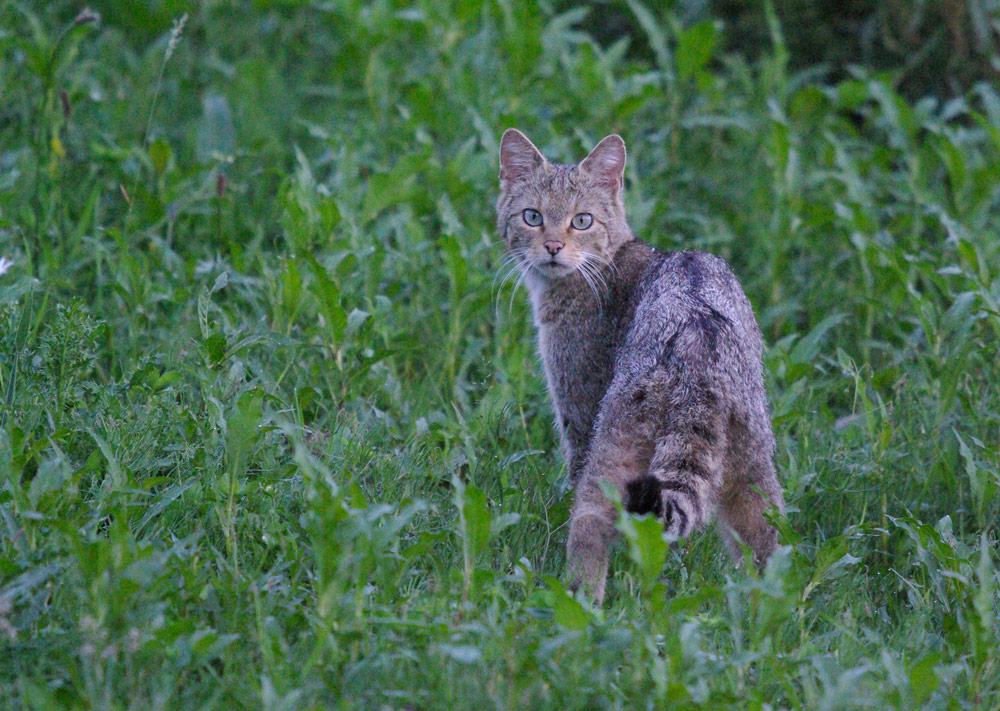 Wildkatze in freier Wildbahn!!!
