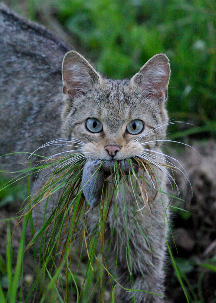 Wildkatze in freier Wildbahn II