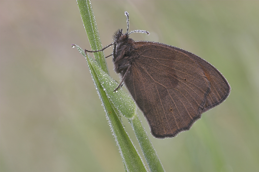 unbekannter Schmetterling