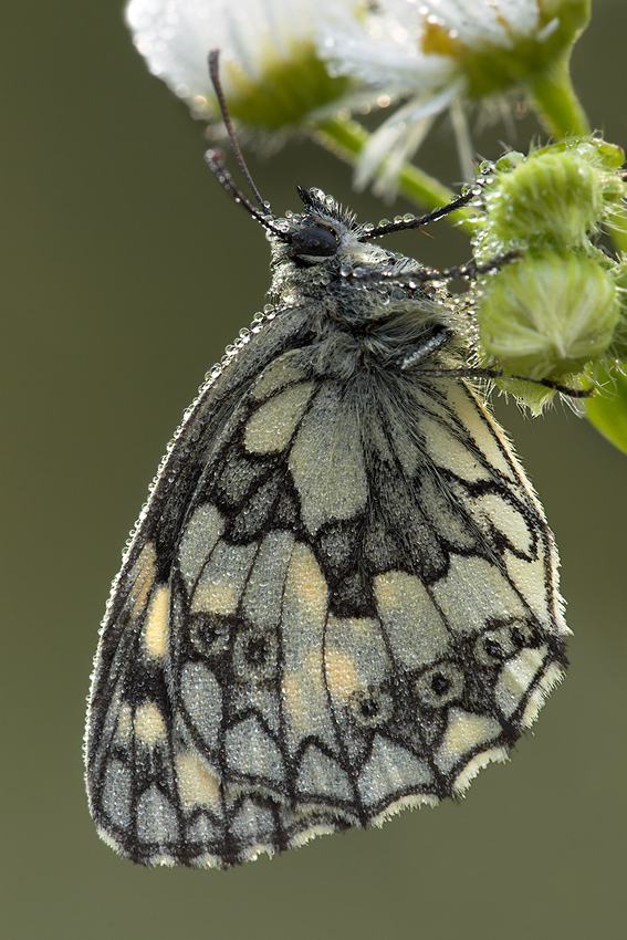 Schachbrettfalter