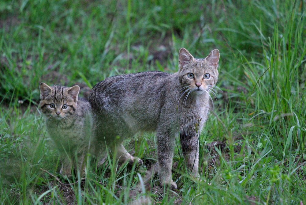 Wildkatze in freier Wildbahn III