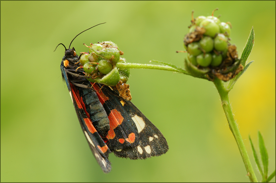 Schönbär(Callimorpha dominula)