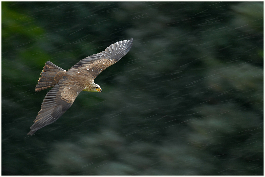 Black kite