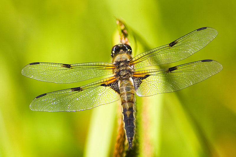 Vierflecklibelle