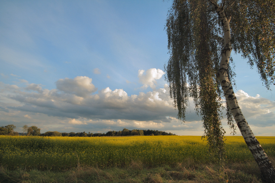 Abendstimmung über dem Rapsfeld