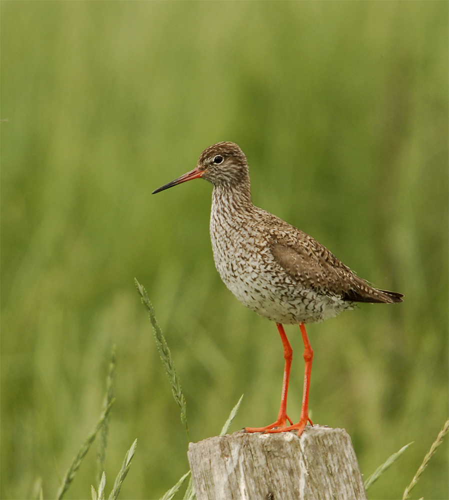 Rotschenkel (Forum für Naturfotografen)