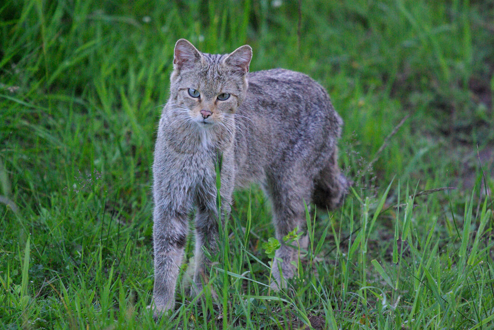 Wildkatze in freier Wildbahn IV