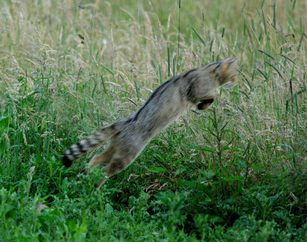 Wildkatze in freier Wildbahn V