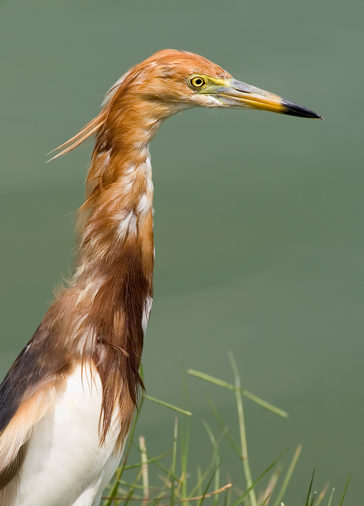 Pond Heron Doppelpack II