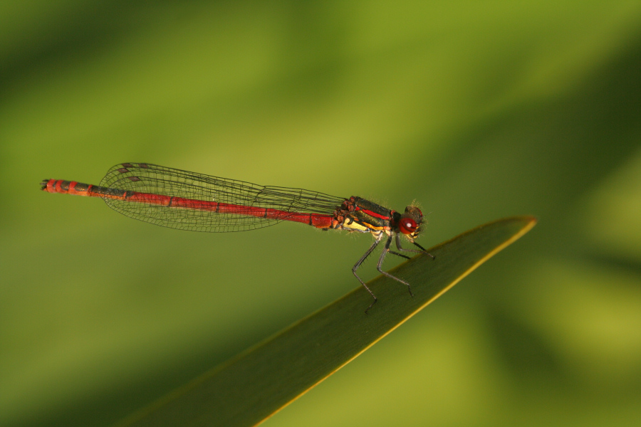 frühe Adonislibelle ,Männchen(?)