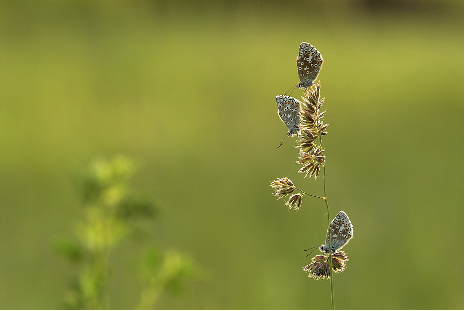 Trio im Abendlicht