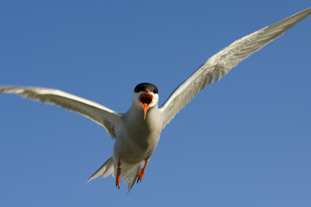 Angreifende Flusseeschwalbe