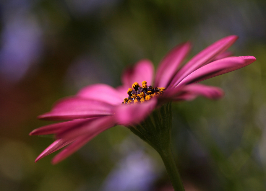 "think pink"