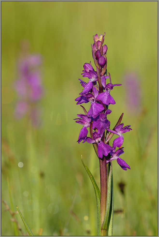 Sumpf-Knabenkraut *Orchis palustris* [ND]