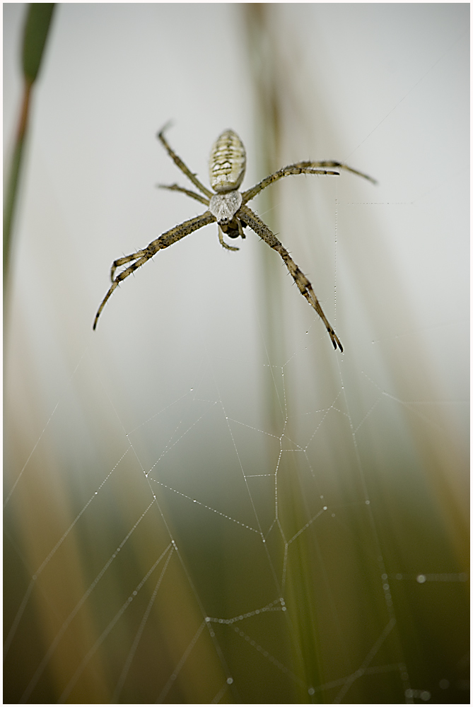 argiope bruennichii, aus der Opfersicht