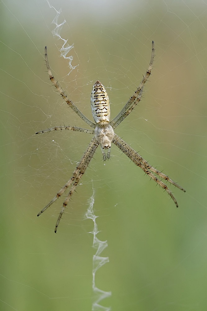 Jungtier der Wespenspinne (Argiope bruennichi)