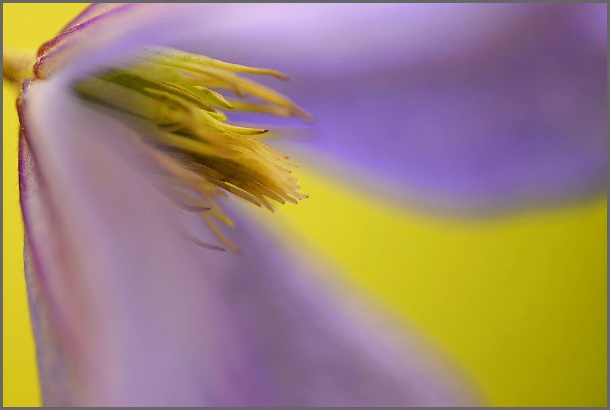 Clematis
