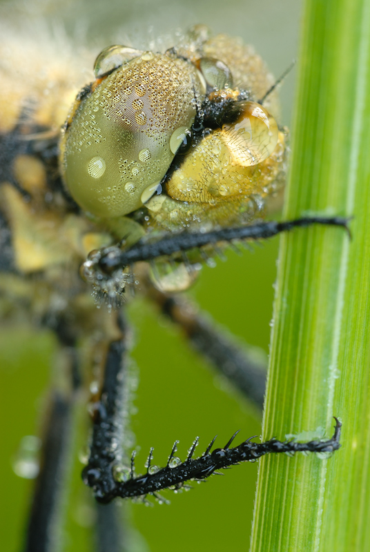 Libelle