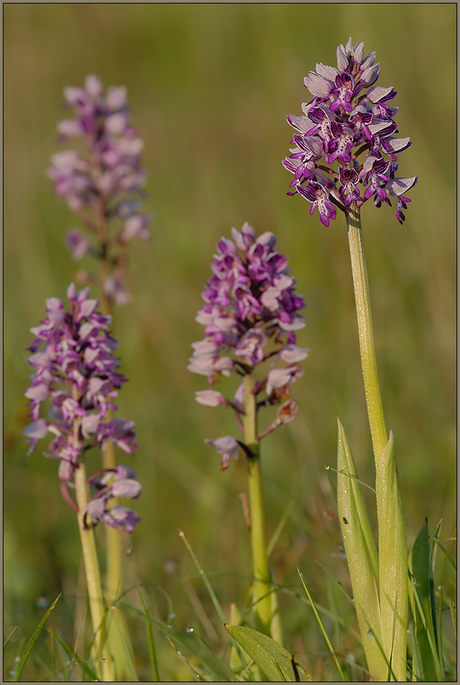 Helm-Knabenkraut *Orchis militaris* [ND]