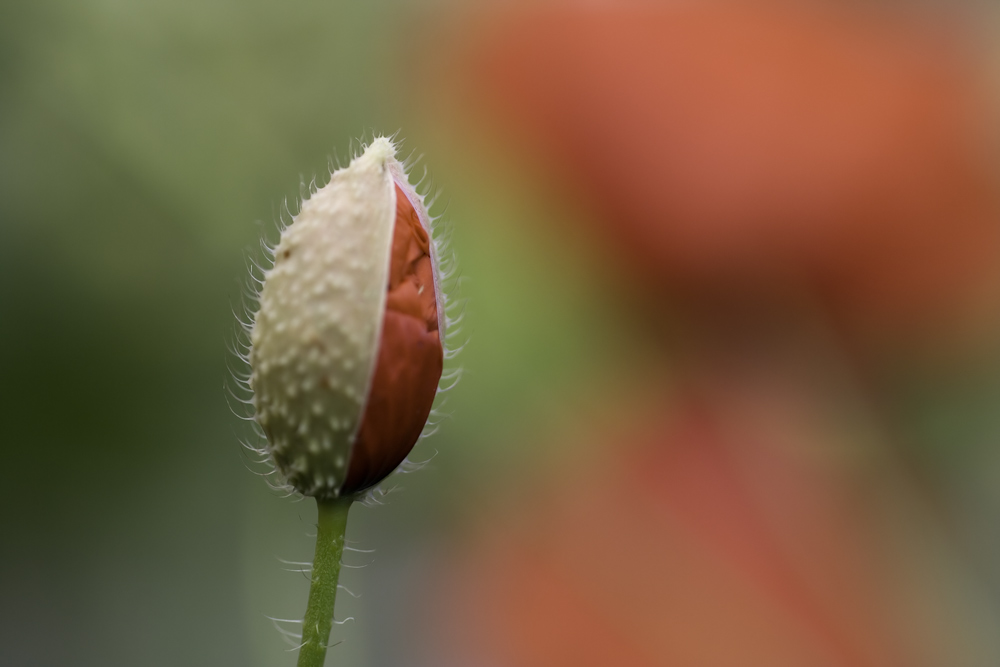 Entfaltung