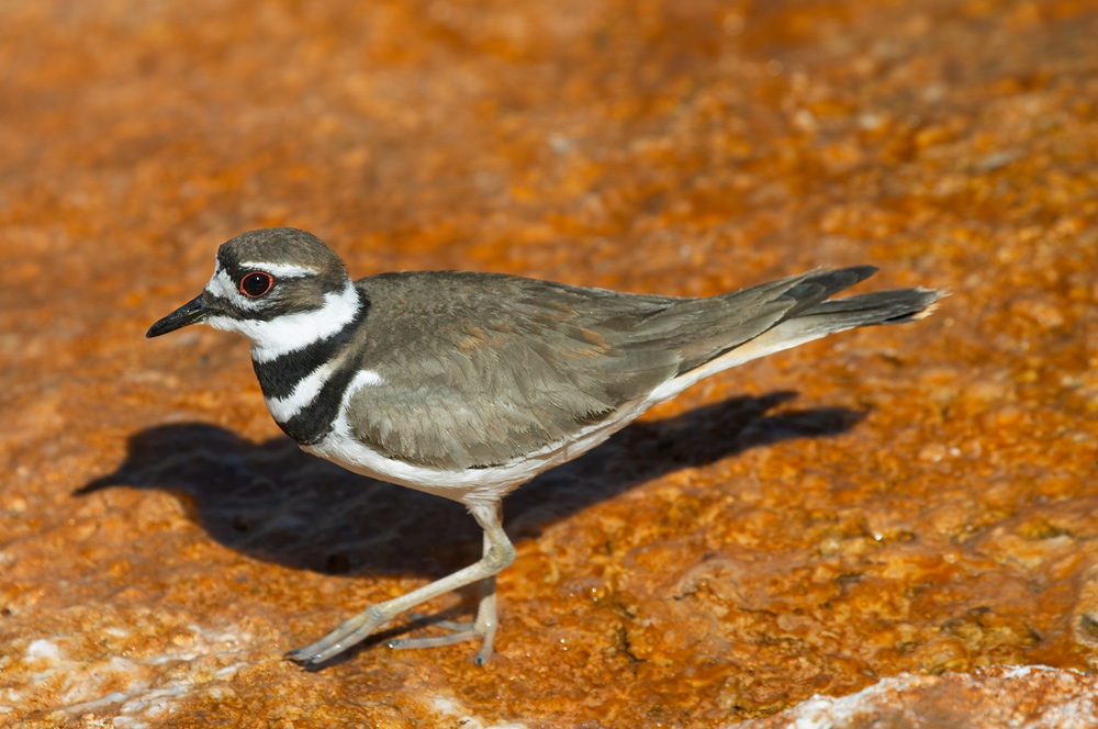 Killdeer