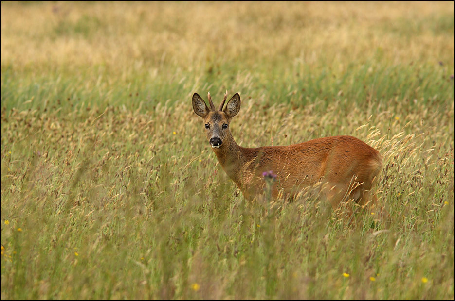 Reh (Capreolus capreolus)