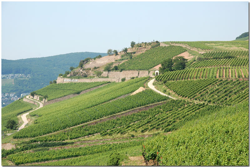 Weinberge bei Rüdesheim