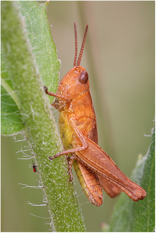 Feldheuschrecke