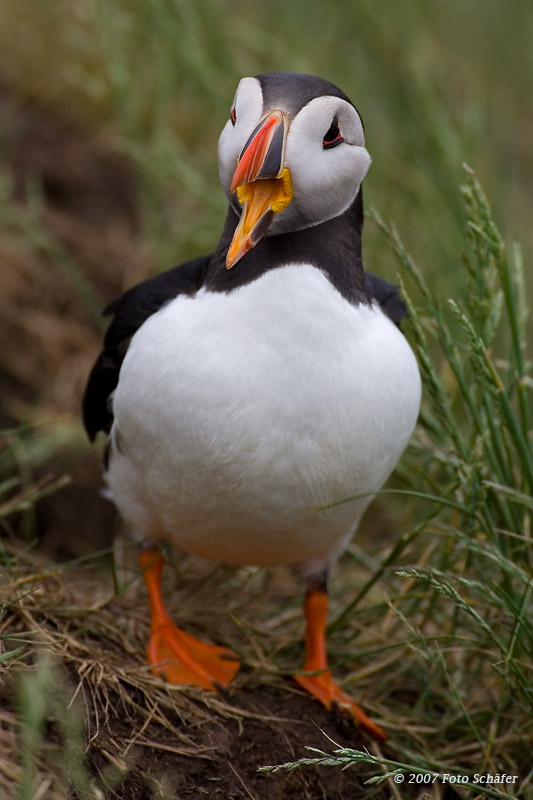 Puffin