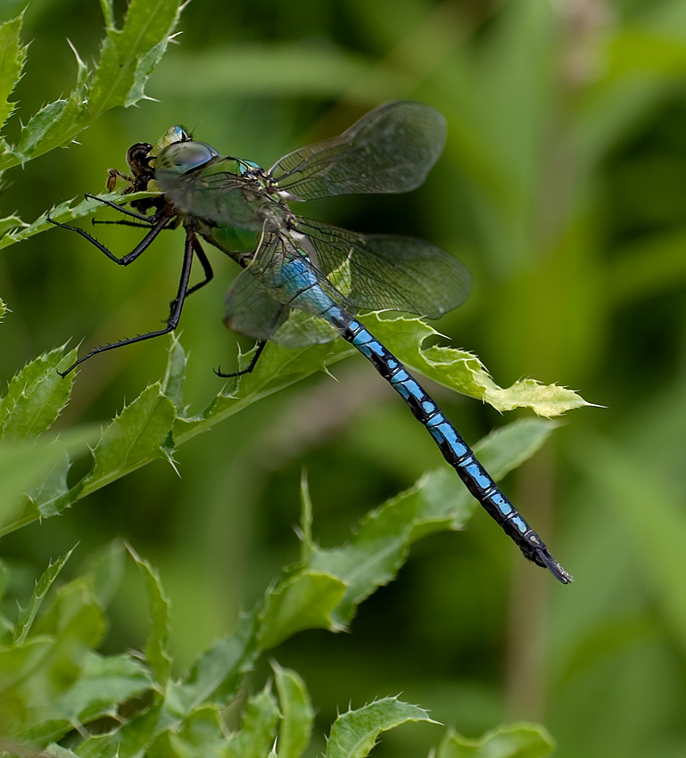 Libelle mit Beute