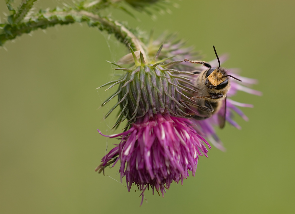 Biene an Distelblüte