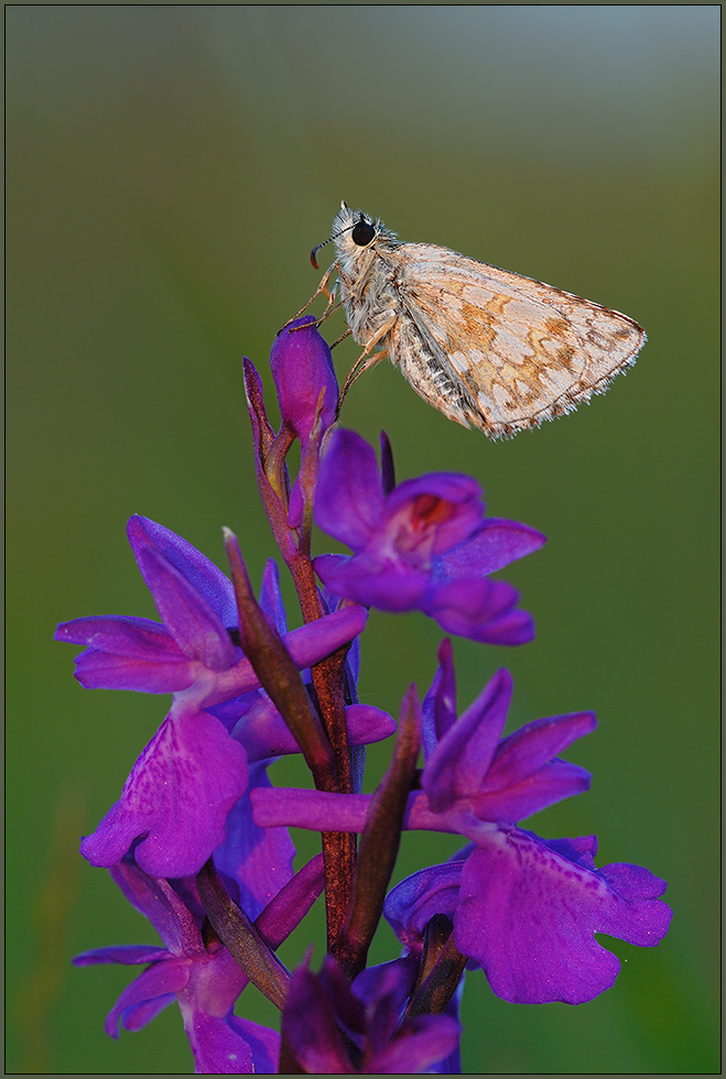 Dickkopffalter auf Sumpfknabenkraut *Orchis palustris* [ND]