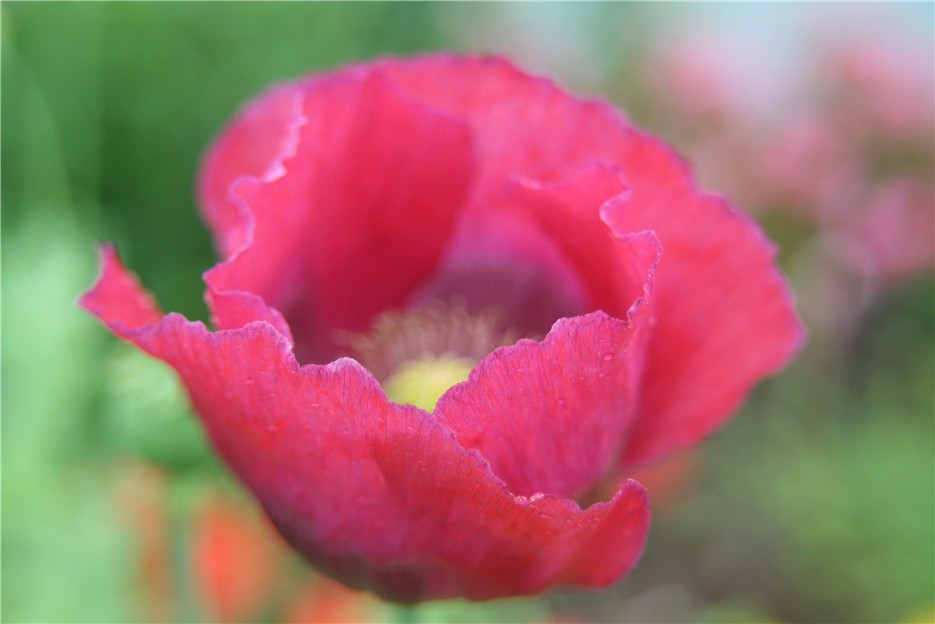 Gartenmohn