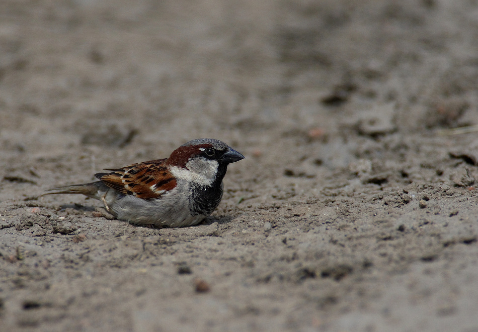 Haussperling bei Sandbad