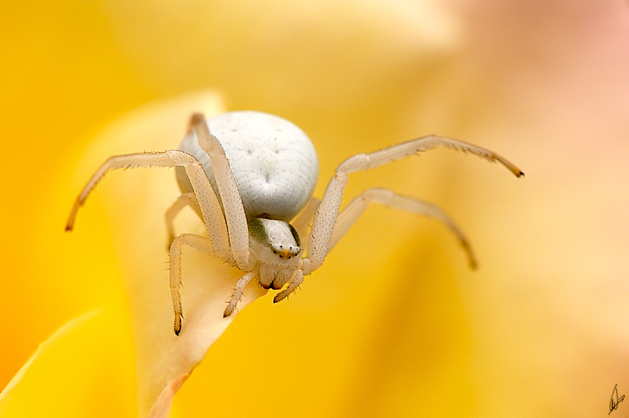 Veränderliche Krabbenspinne