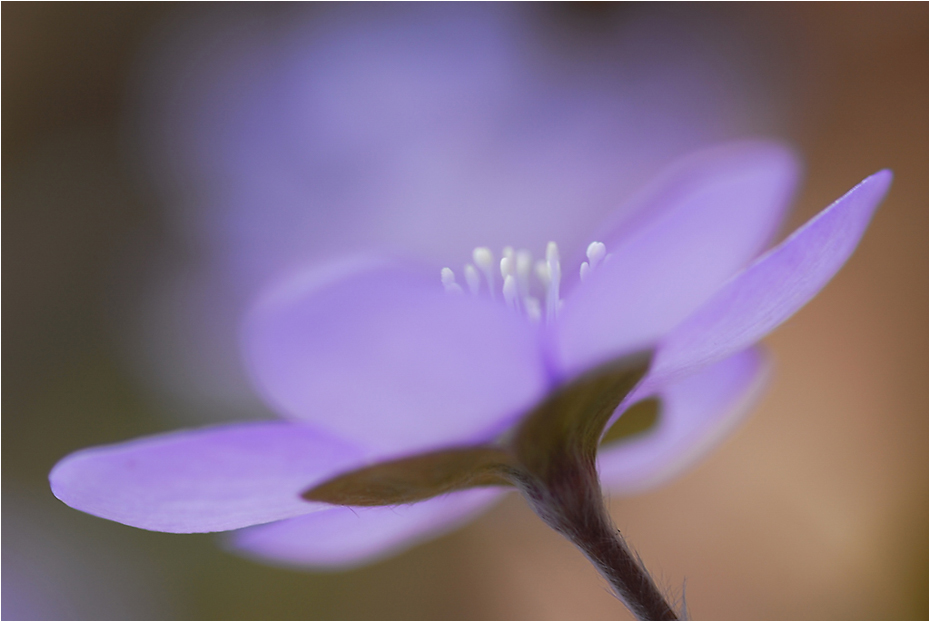 Leberblümchen