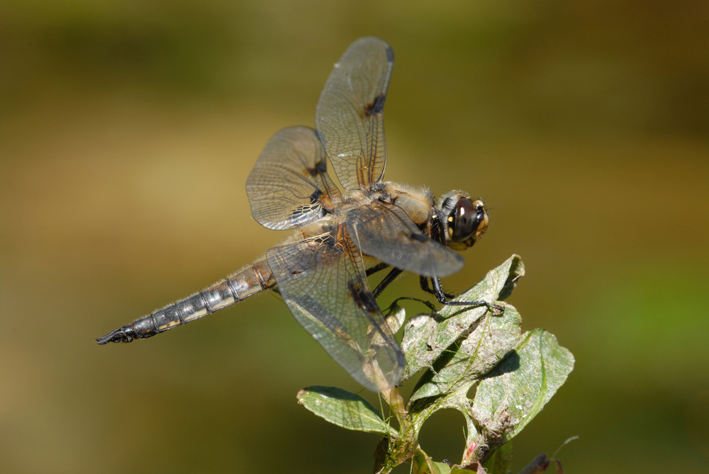 Vierfleck Libelle