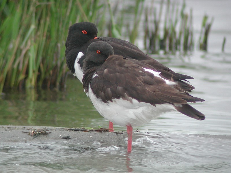 Austernfischer digiscoped