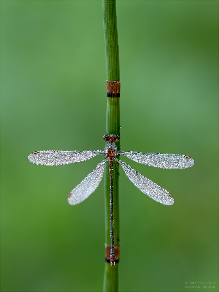 Chalcolestes viridis