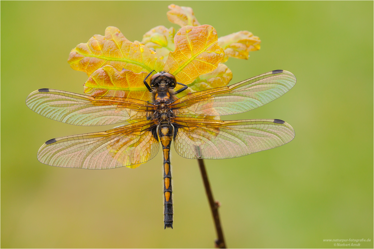 Nordische Moosjungfer (Leucorrhinia rubicunda) weibl.