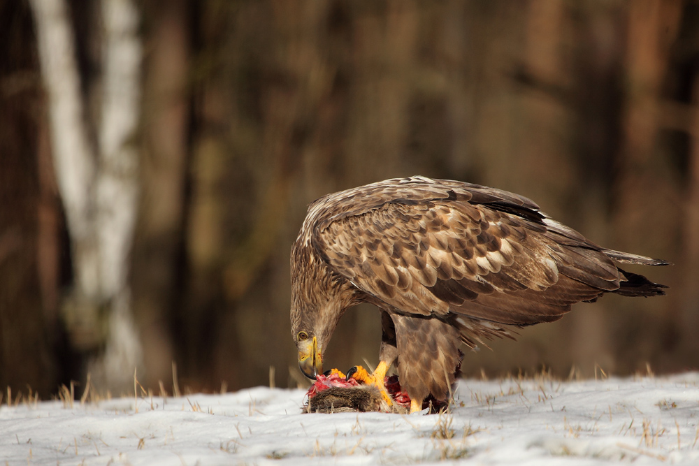 Junger Seeadler