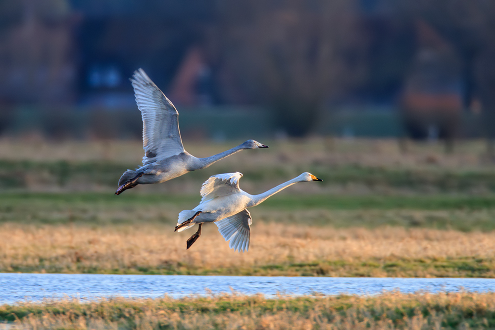 landende Singschwäne