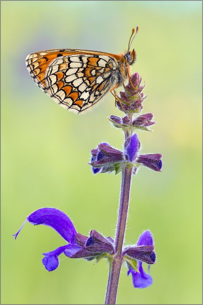 Westlicher Scheckenfalter (Melitaea parthenoides)